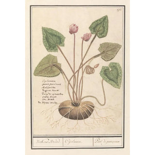 Anselmus Botius de Boodt - Cyclaam Cyclamen Verkens Brood Cijclamen Pain de pourceaux.webp