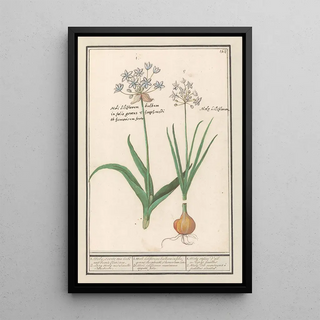 Anselmus Botius de Boodt - Daslook Allium ursinum.webp