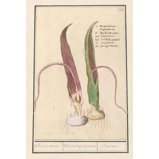 Anselmus Botius de Boodt - Drakenwortel Dracunculus vulgaris Draecken wortel Dracuntium Serpentaria Serpentine.webp