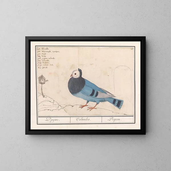 Paloma de las palomas - Anselmus Botius de Boodt — cuadro enmarcado en la pared