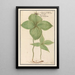 Parisette Paris quadrifolia baie de loup Solanum tetraphyllon herbe paris raisin de renard - Anselmus Botius de Boodt — framed artwork on a wall