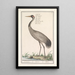 Reproduction of the painting Crane (Grus grus) by Anselmus Botius de Boodt