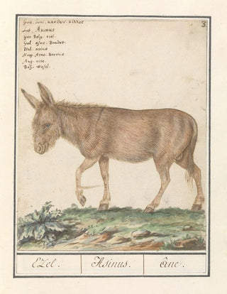 Anselmus Botius de Boodt - Ezel Equus africanus asinus Ezel Asinus ne.webp