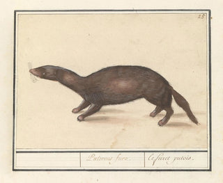 Anselmus Botius de Boodt - Fret Mustela putorius furo.webp
