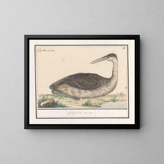 Anselmus Botius de Boodt - Fuut Podiceps cristatus Colijmbus minor.webp