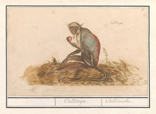 Anselmus Botius de Boodt - Geelgroene meerkat Chlorocebus sabaeus Callitrijx Callitriche.webp