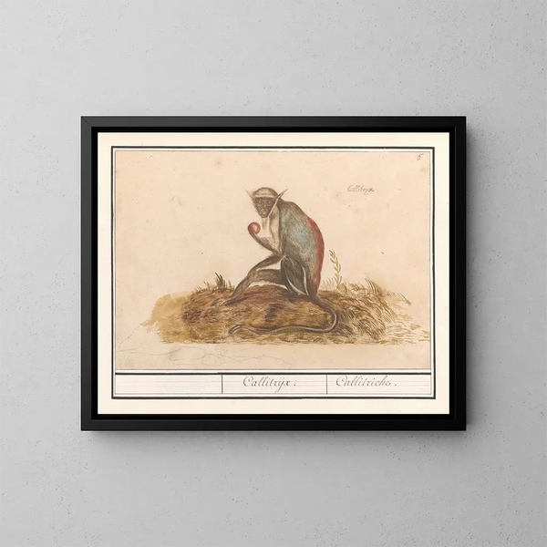 Suricate verde Chlorocebus sabaeus Callitrix Callitriche - Anselmus Botius de Boodt — cuadro enmarcado en la pared