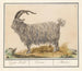 Bouc - Anselmus Botius de Boodt — vista de la obra