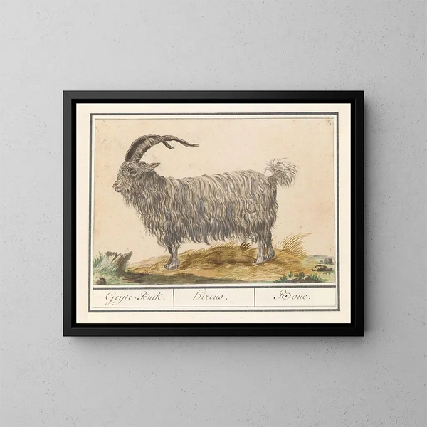 Bouc - Anselmus Botius de Boodt — cuadro enmarcado en la pared