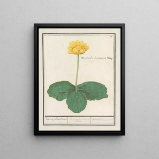 Anselmus Botius de Boodt - Gele plomp Nuphar lutea Water Gouds bloeme Ranunculus lusitanus Clusii renoncule de marais.webp