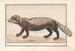 Zorille rayada o zorille Ictonyx striatus - Anselmus Botius de Boodt — vista de la obra