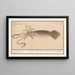 Calmar común Loligo vulgaris, sepia negra Sepia Loligo, Teuton Sche sepia o bouffrou - Anselmus Botius de Boodt — cuadro enmarcado en la pared