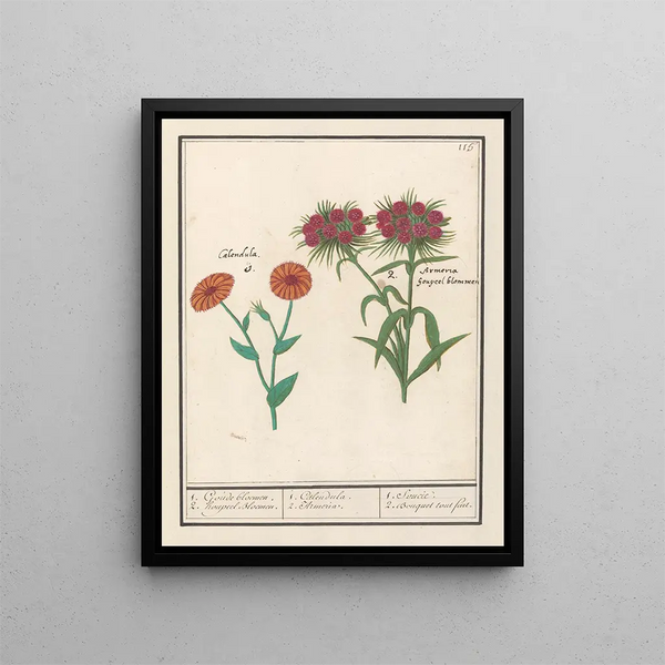 Anselmus Botius de Boodt - Goudsbloem Calendula en Duizendschoon Dianthus barbatus 1 Goude bloemen 2 houpeel Bloemen.webp