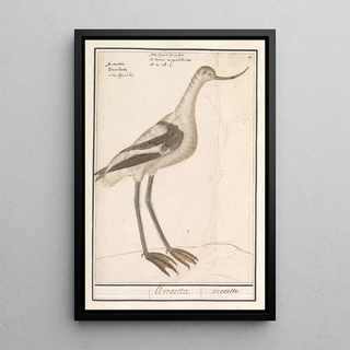 Anselmus Botius de Boodt - Grijze snip Limnodromus.webp