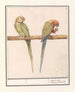 Perruche gigante Alexandre Psittacula eupatria y periquito pequeño Alexandre Psittacula alexandri - Anselmus Botius de Boodt — vista de la obra