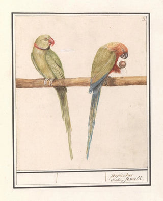 Anselmus Botius de Boodt - Grote Alexanderparkiet Psittacula eupatria en Kleine Alexanderparkiet Psittacula alexandri.webp