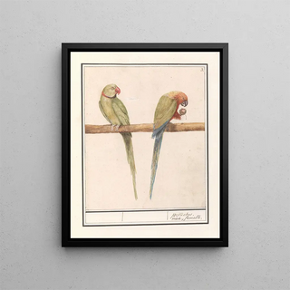 Anselmus Botius de Boodt - Grote Alexanderparkiet Psittacula eupatria en Kleine Alexanderparkiet Psittacula alexandri.webp