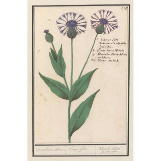 Anselmus Botius de Boodt - Grote centaurie Centaurea scabiosa.webp