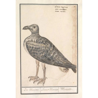 Anselmus Botius de Boodt - Grote mantelmeeuw Larus marinus of zilvermeeuw Larus argentatus.webp