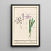 Autumn Crocus Painting Colchicum autumnale 1 saffron 2 hermodactyles crocuses - Anselmus Botius de Boodt