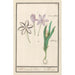 Autumn Crocus Painting Colchicum autumnale 1 saffron 2 hermodactyles crocuses - Anselmus Botius de Boodt
