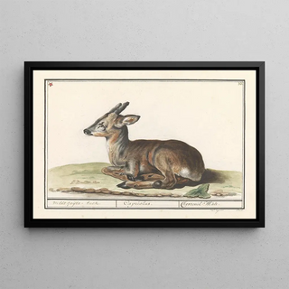 Anselmus Botius de Boodt - Hert Cervidae Wildt geijtebuck Capriolus Chevreuil Mle.webp