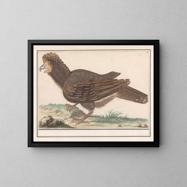 Ave de aves de corral Galliformes - Anselmus Botius de Boodt — cuadro enmarcado en la pared