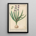 Jacinthe Hyacinthus orientalis jacinthe orientale Hyacinthus orientalis jacinthe orientale - Anselmus Botius de Boodt — cuadro enmarcado en la pared