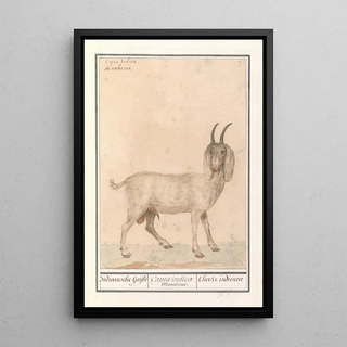 Anselmus Botius de Boodt - Indische geit Capra.webp