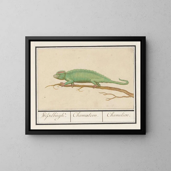 Camaleón - Anselmus Botius de Boodt — cuadro enmarcado en la pared
