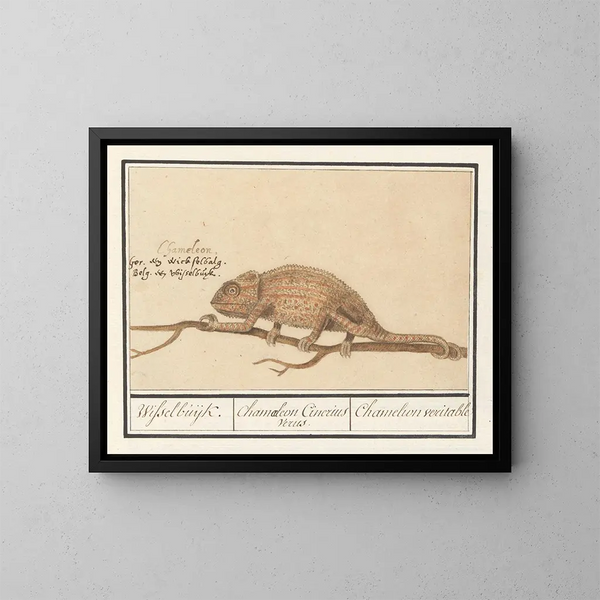 Camaleón auténtico - Anselmus Botius de Boodt — cuadro enmarcado en la pared