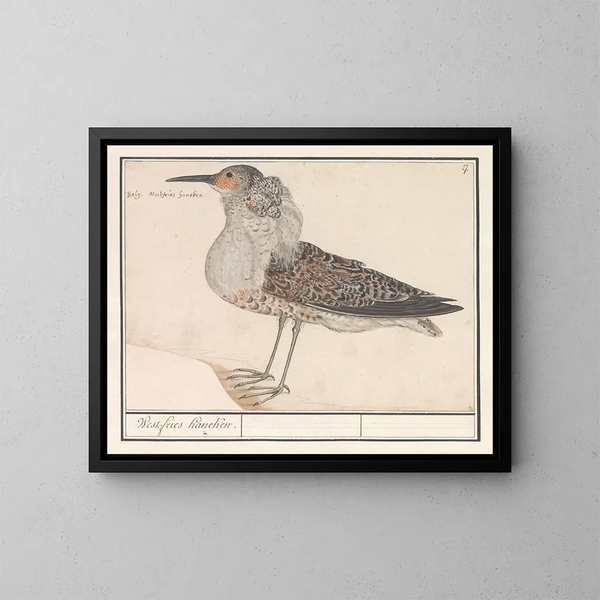 Bécasseau variable - Anselmus Botius de Boodt — cuadro enmarcado en la pared