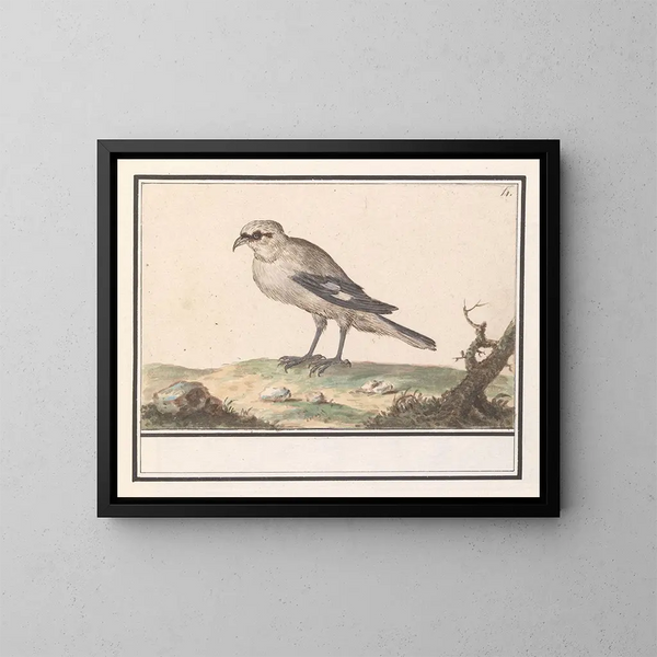la Pequeña Gaviota - Anselmus Botius de Boodt — cuadro enmarcado en la pared