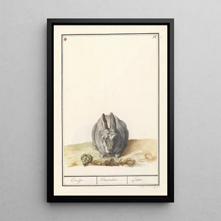 Anselmus Botius de Boodt - Konijn Oryctolagus cuniculus Conijn Cuniculus Lapin.webp