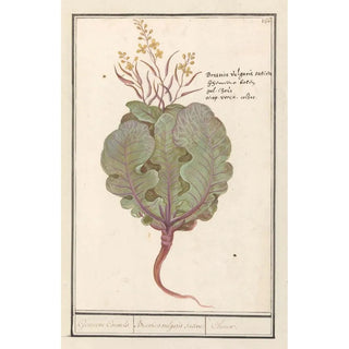 Anselmus Botius de Boodt - Kool Brassica oleracea Gemeene Cauwels Brassica vulgaris saliva Choux.webp