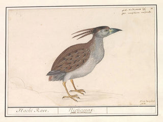 Anselmus Botius de Boodt - Kwak Nycticorax nycticorax.webp