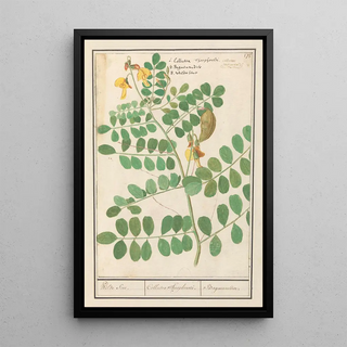 Anselmus Botius de Boodt - Linze Lens culinaris Wilde Sene Collutea Theophrasti Baguenandier.webp