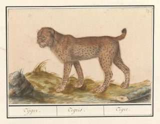 Anselmus Botius de Boodt - Lynx Lynx lynx Tijger Tigris Tigre.webp