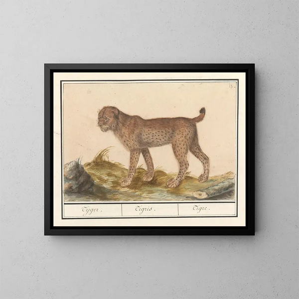 Lynx, tigre - Anselmus Botius de Boodt — cuadro enmarcado en la pared