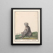 Mandril Mandrillus sphinx Baviaen Cercopithechus Mandrill - Anselmus Botius de Boodt — cuadro enmarcado en la pared