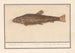 Siluridae Meerval Schelde León de río mustela fosfilis seu fluviatalis - Anselmus Botius de Boodt — vista de la obra