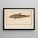 Siluridae Meerval Schelde León de río mustela fosfilis seu fluviatalis - Anselmus Botius de Boodt — cuadro enmarcado en la pared