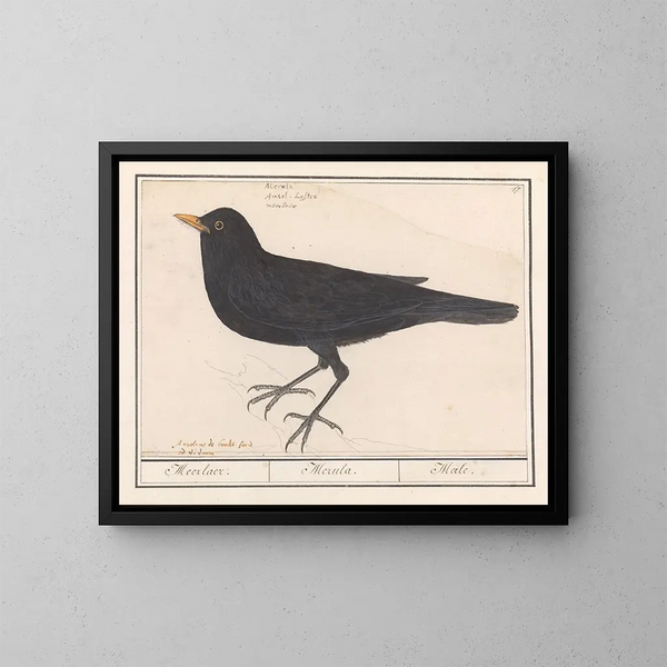 Mirlo negro - Anselmus Botius de Boodt — cuadro enmarcado en la pared
