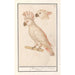 the Moluccan Cockatoo Cacatua moluccensis - Anselmus Botius de Boodt — artwork view