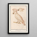 the Moluccan Cockatoo Cacatua moluccensis - Anselmus Botius de Boodt — framed artwork on a wall