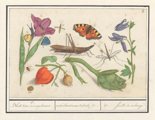 Anselmus Botius de Boodt - Natuurhistorische ensemble nr 17 17 Blad van mengelmoes miscelaniorum tabula 17 17 feuille de melange.webp