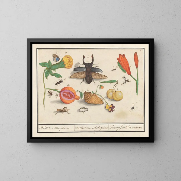 Conjunto de historia natural no 1, primera hoja de mezclas - Anselmus Botius de Boodt — cuadro enmarcado en la pared