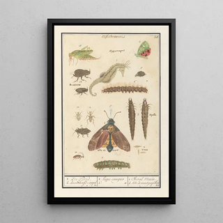 Anselmus Botius de Boodt - Natuurhistorische ensemble nr 20 1 Zee Peerd 2 doodshoofd cappel.webp