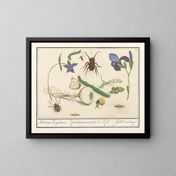 Conjunto de la historia natural n° 6 Hoja de mezcla - Anselmus Botius de Boodt — cuadro enmarcado en la pared