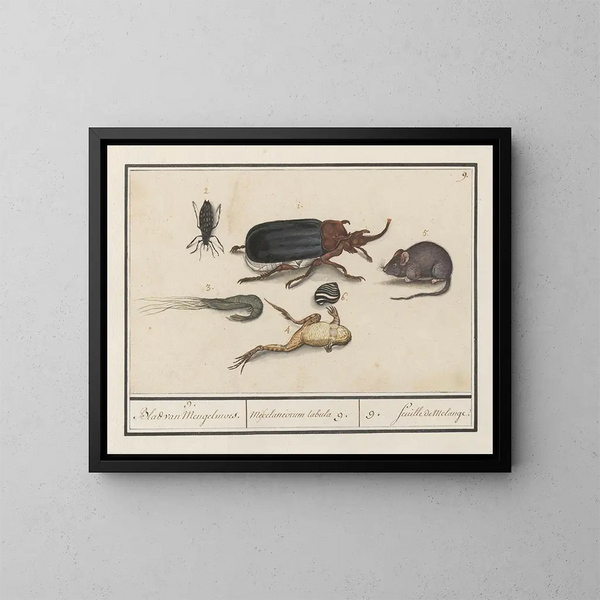 Conjunto de historia natural no 9 Hoja de mezcla - Anselmus Botius de Boodt — cuadro enmarcado en la pared
